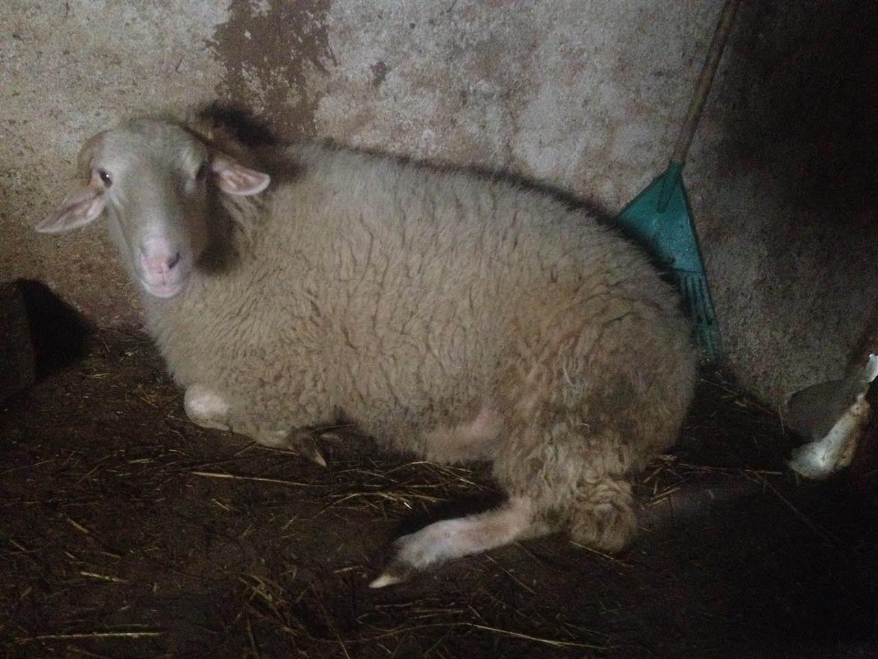 Kafsh-ferme-