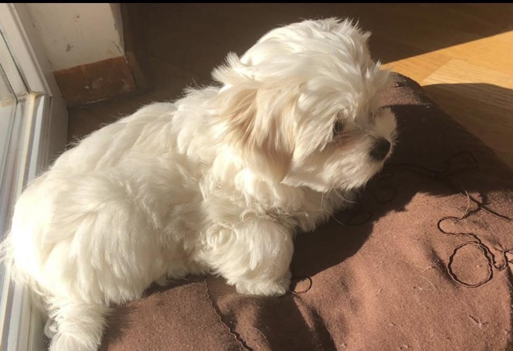 Maltezer
