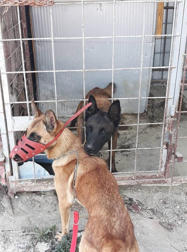 Belg-malinois