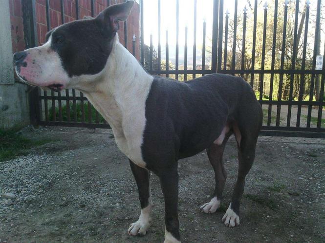 Pit Bull