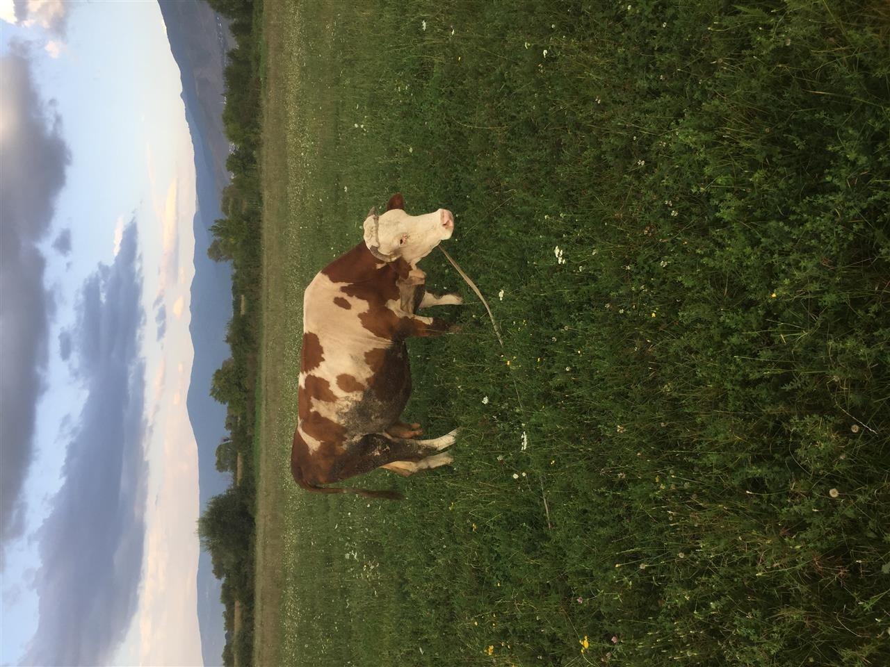 shes-lopen