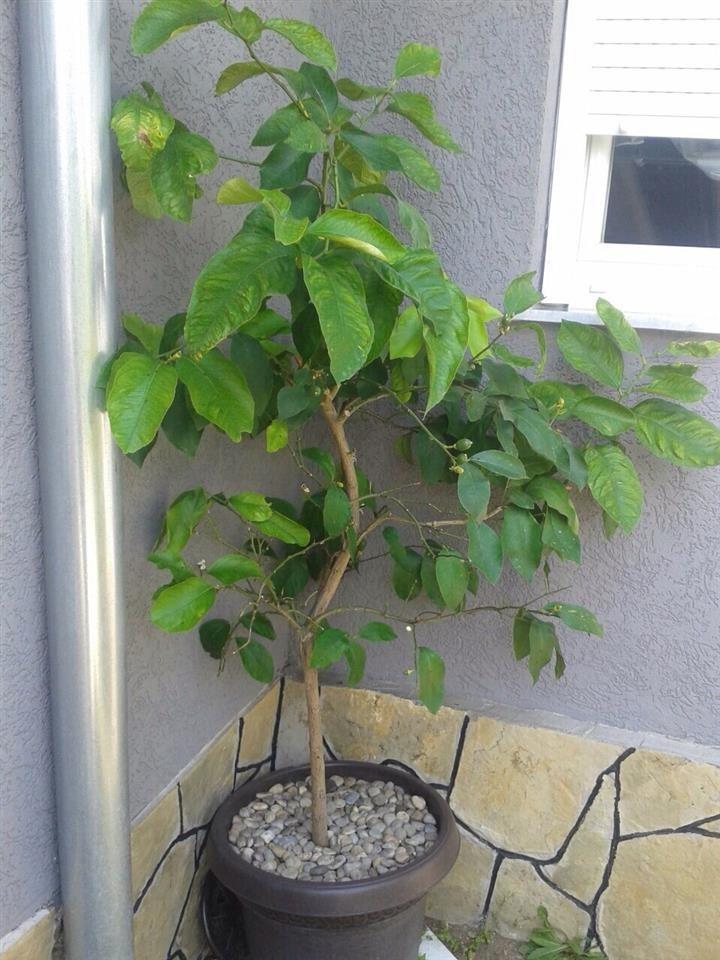Limon