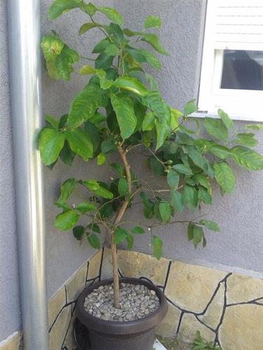 Limon