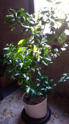 Limon