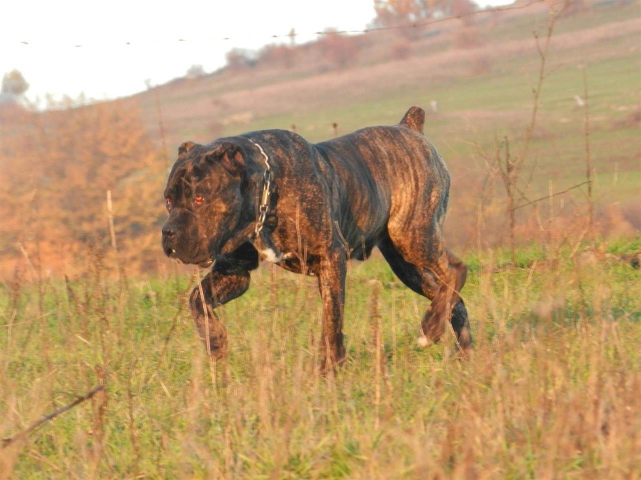 Cane-corso