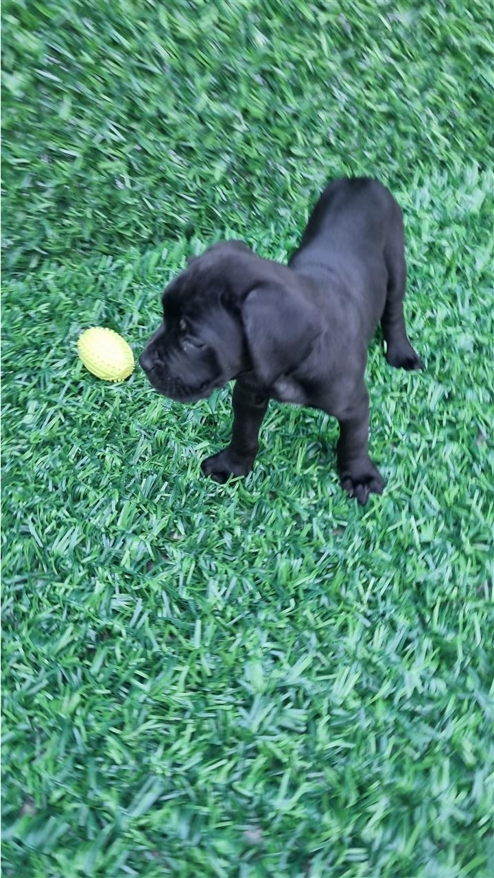 Cane-corsa