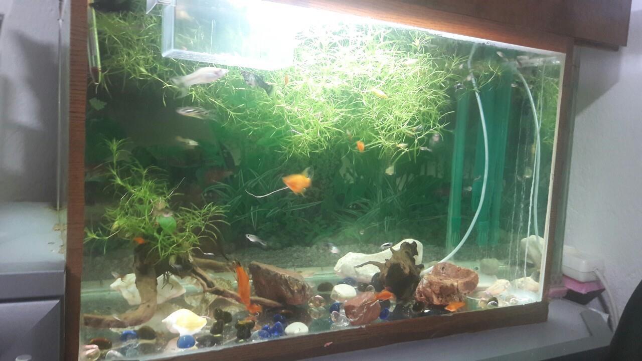 Akvarijum