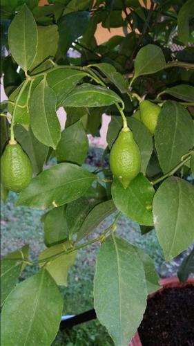   Limoni