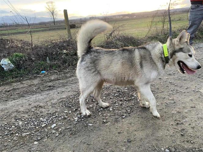 hasky