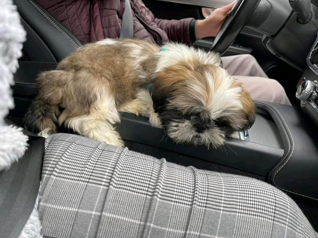 Shihtzu