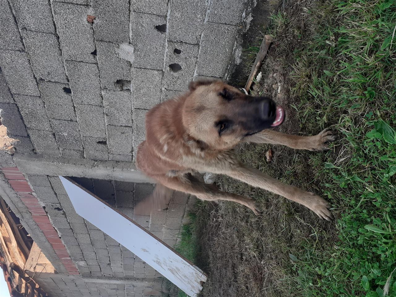 Qen-belg-
