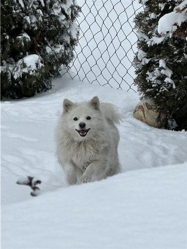 SPITZ GERMAN
