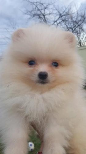 Pomerian