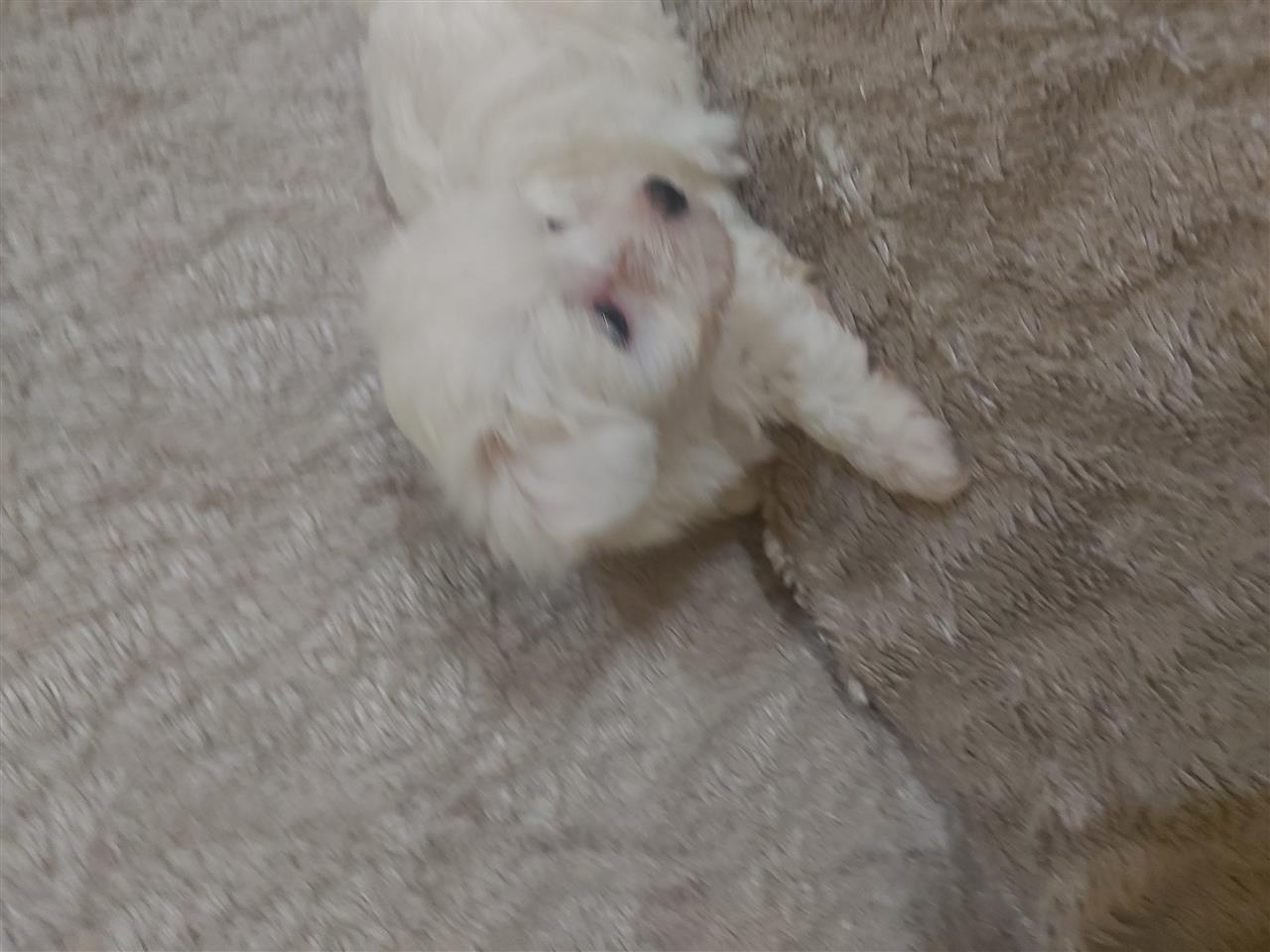 Maltezer
