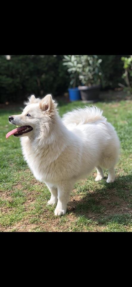 Shes-klysh-German-Spitz-