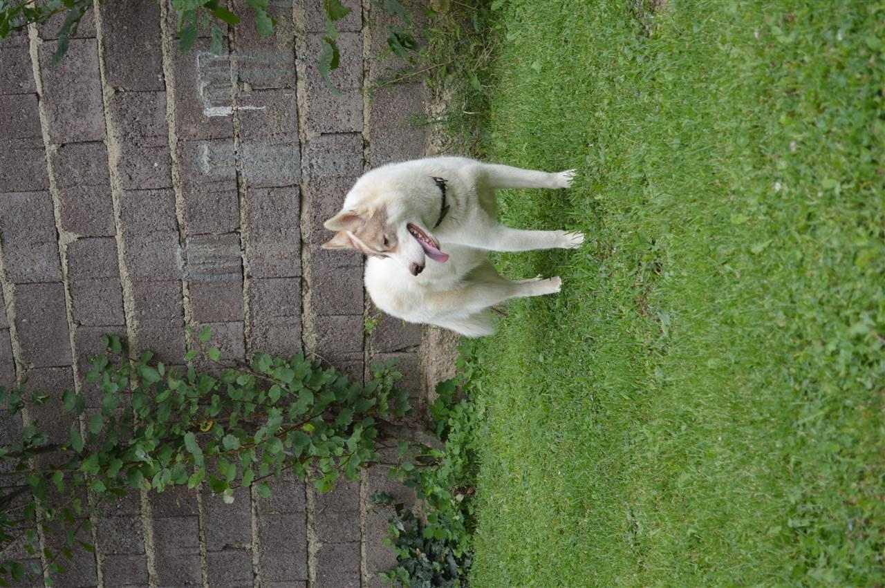 Husky-