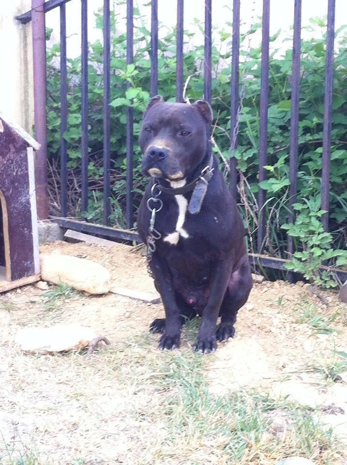 Pit-Bull