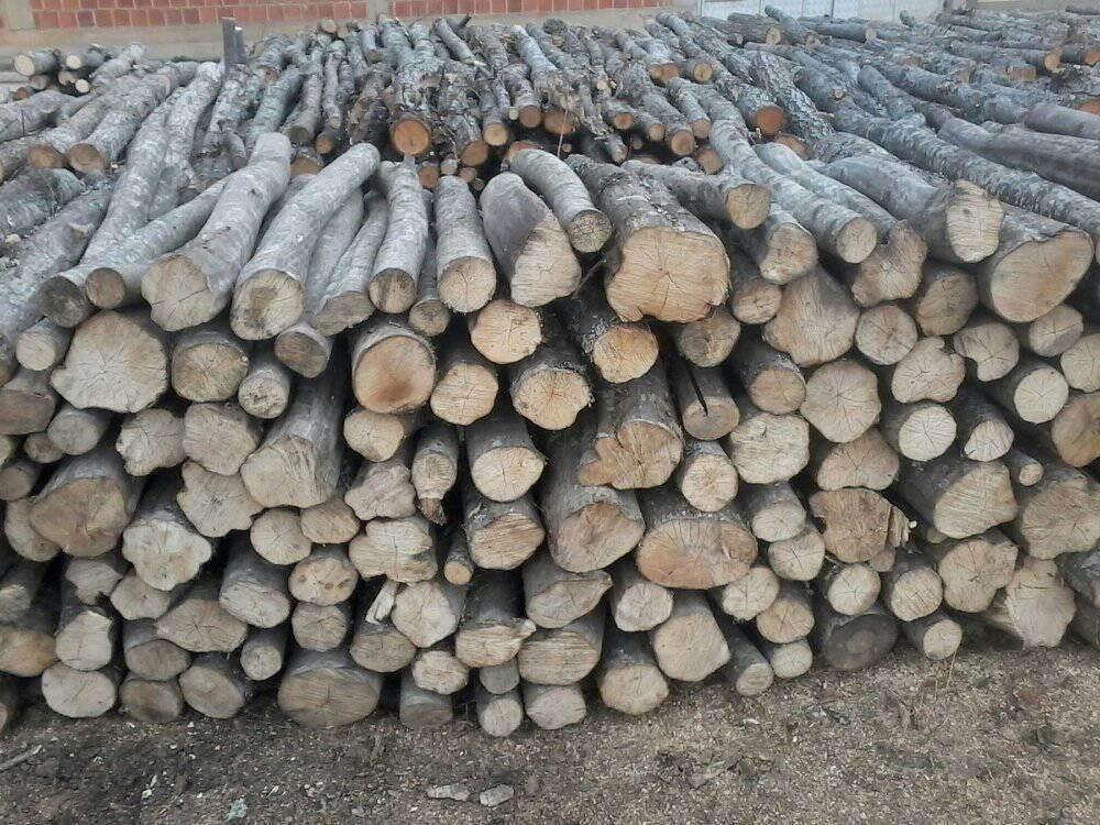 SHITEN-DRUT