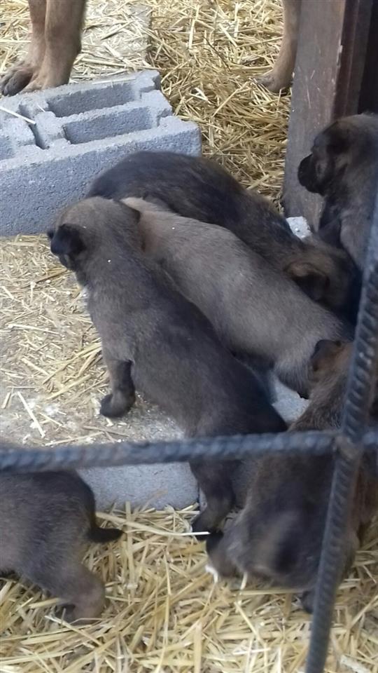 Belg-Malinois-