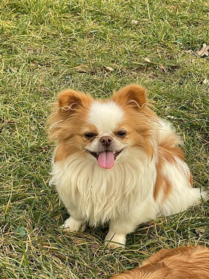 Shiten-pekinizerat