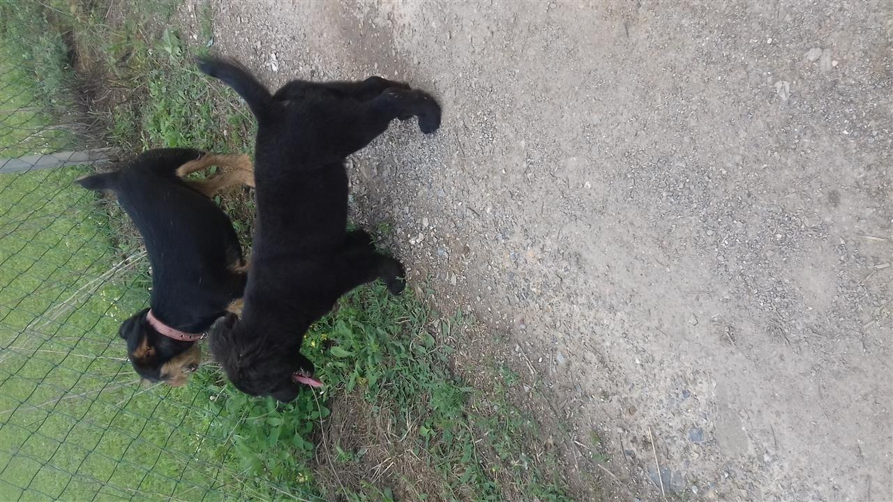 Terrier