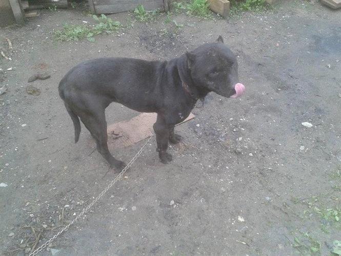 pitbull