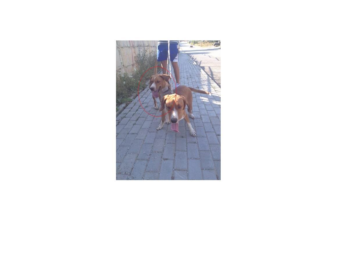 Zagar-