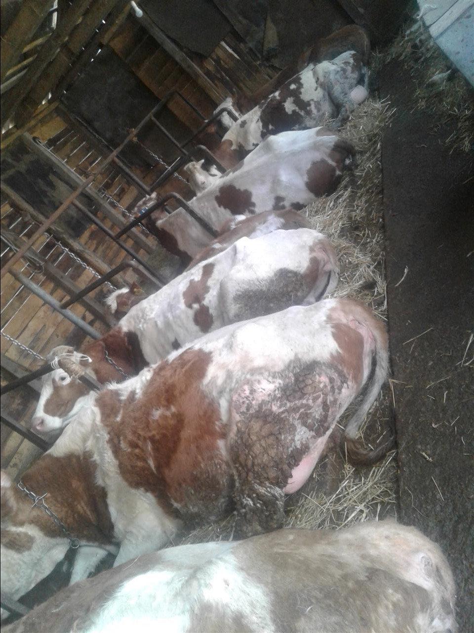 Blejm-lop-
