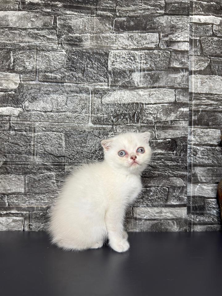 Scottish-Fold