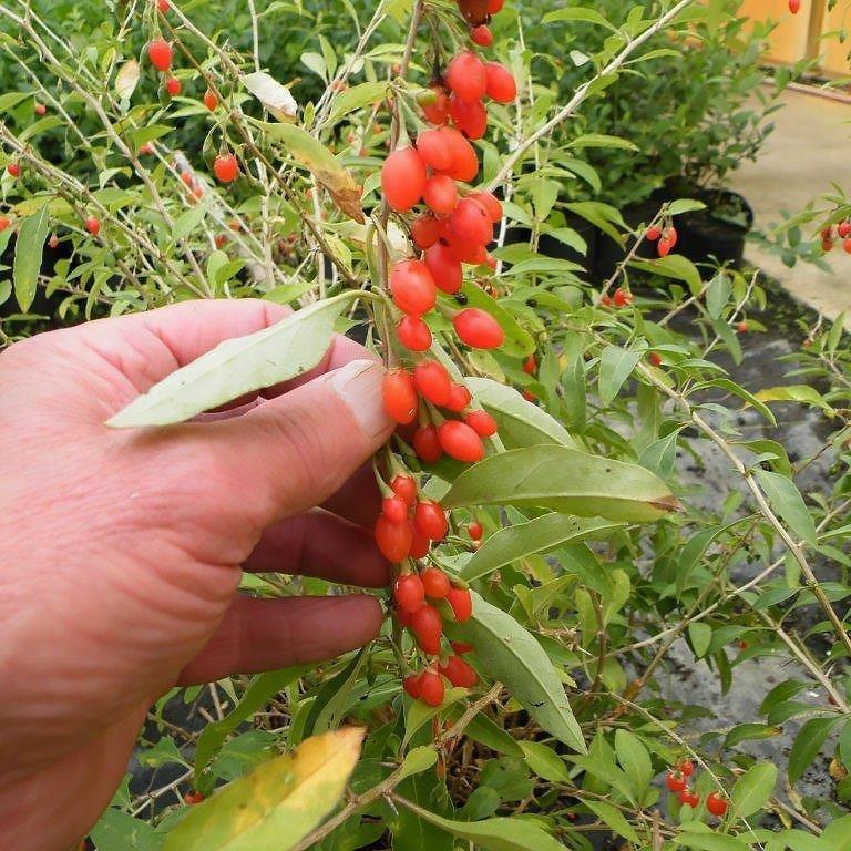 goji-berry