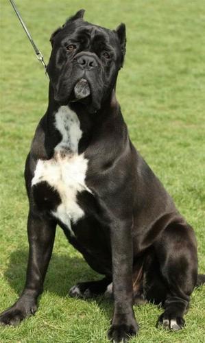 cane corso