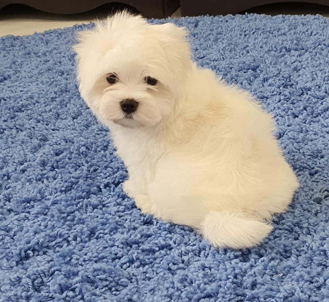 Maltezer