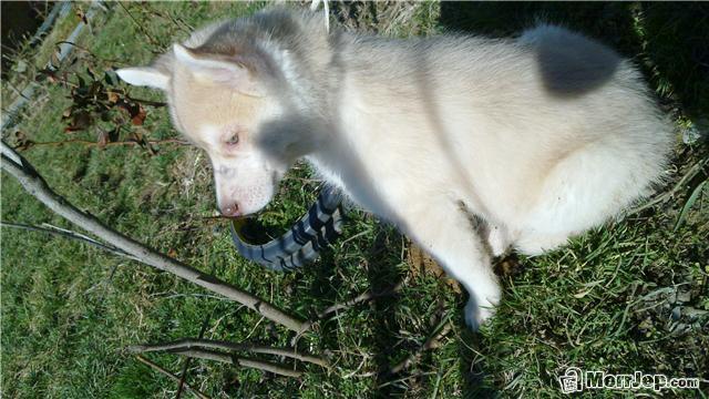Haski
