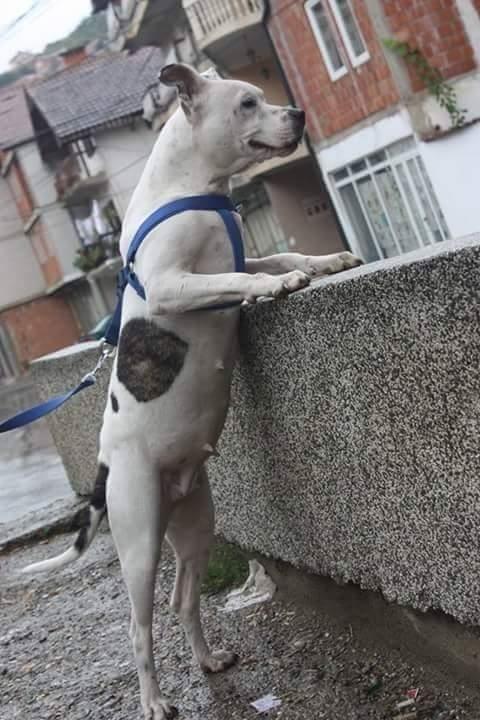 Pit-bullic