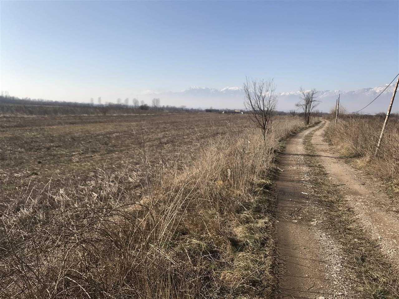Shitet-trualli-ne-dubrav