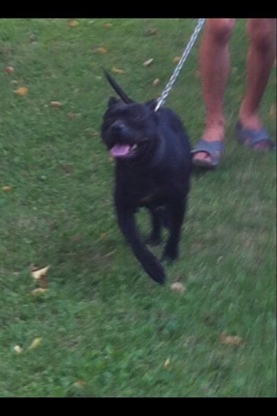 Pitbull