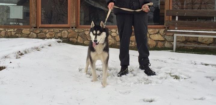 Haski