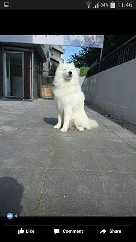 Samoyed