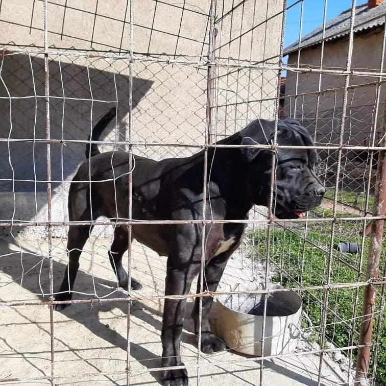 Cane-corso-