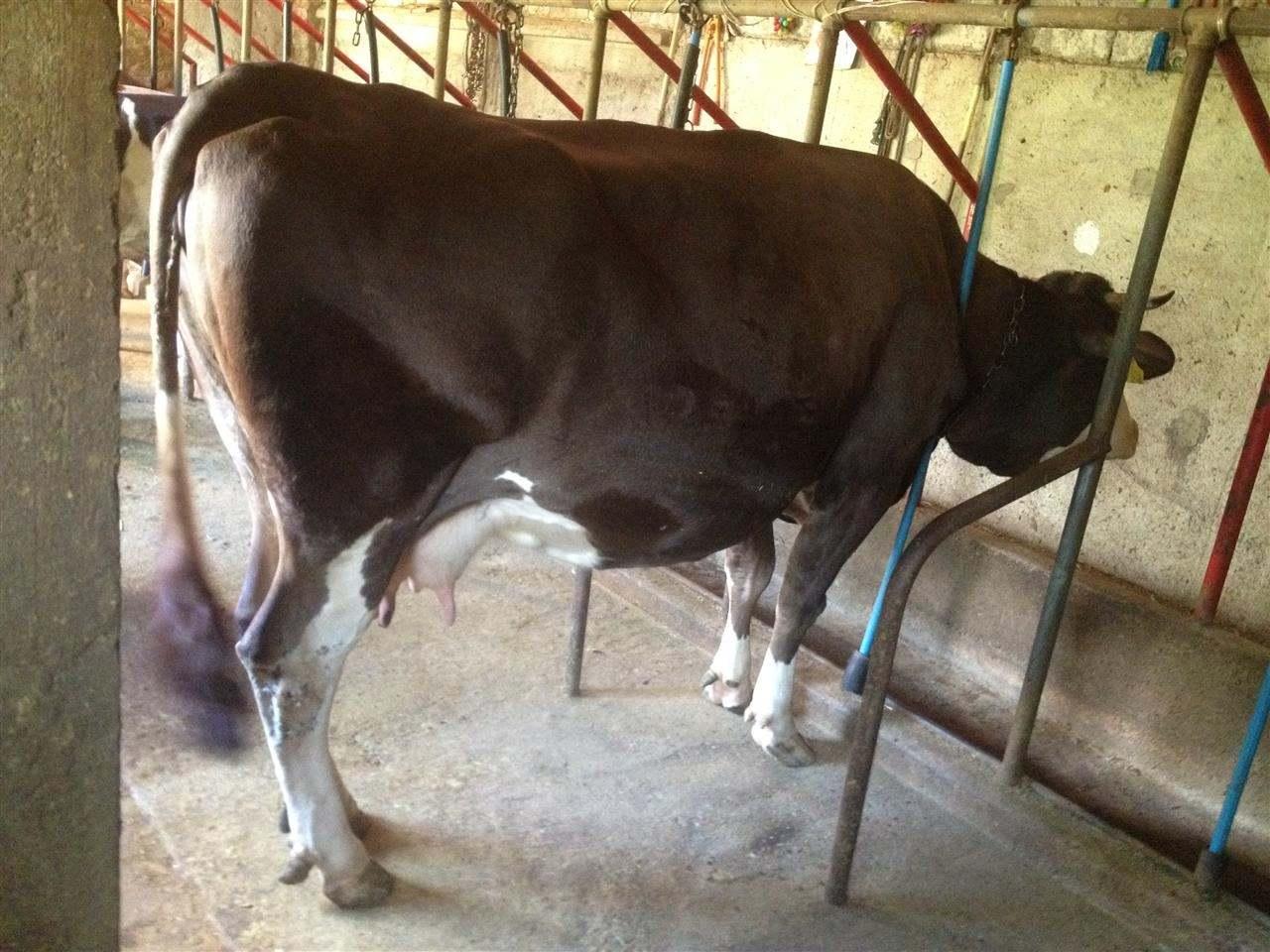 Lopa