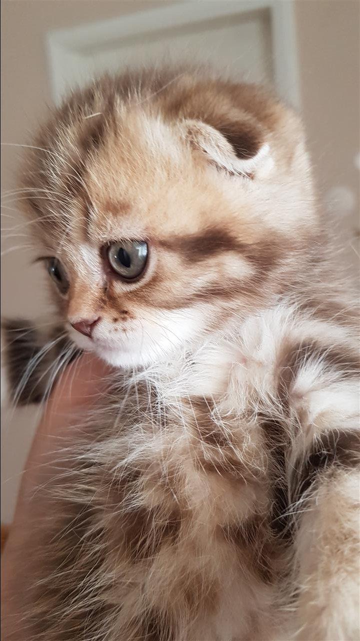 Scottish-fold-mace