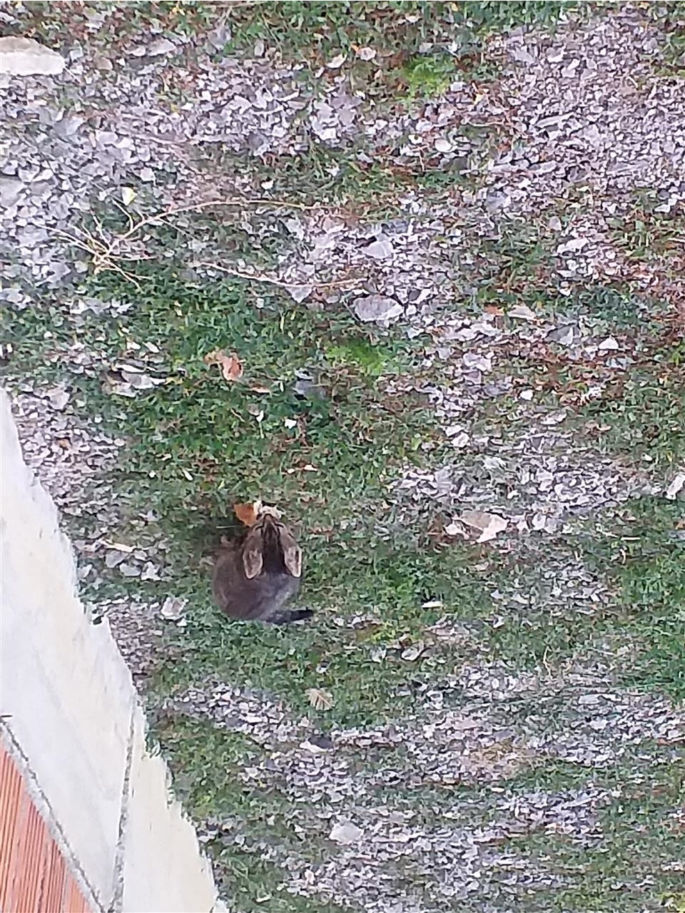 Maca