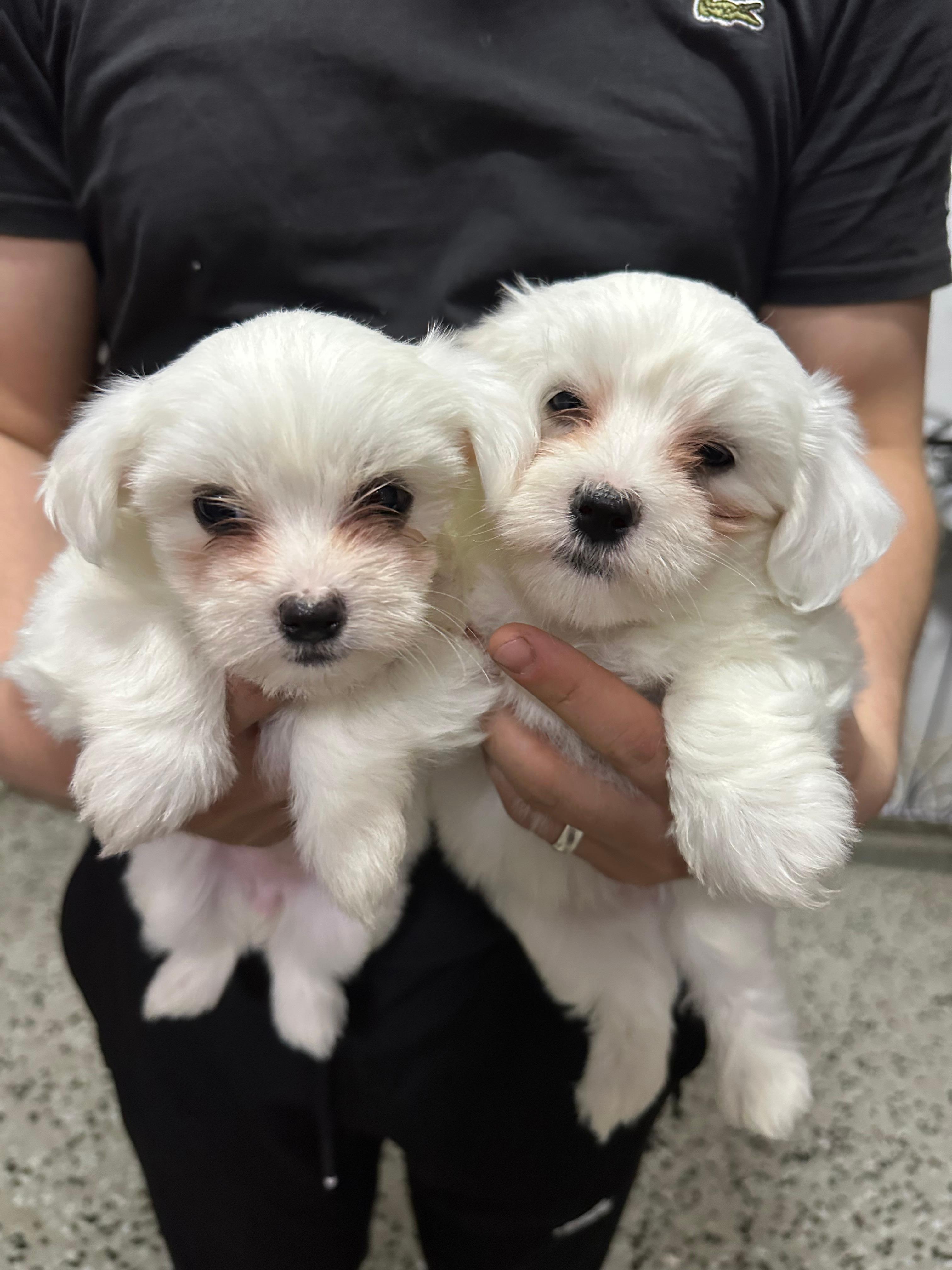 Mini-Maltese