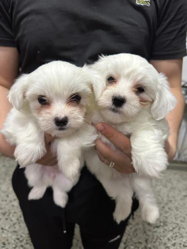 Mini Maltese