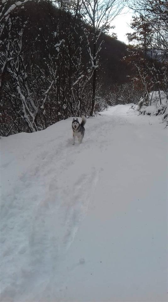 Haski