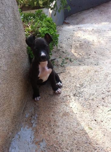 Shes 2 pit bulla