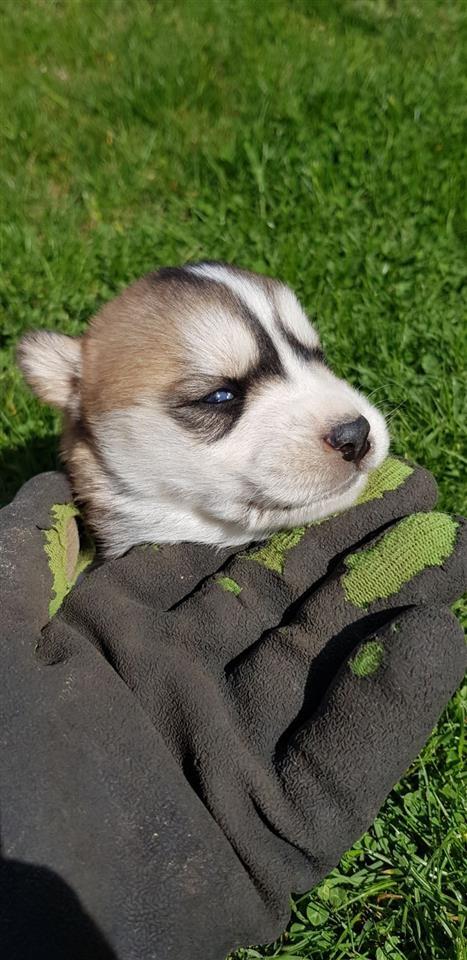 Husky-