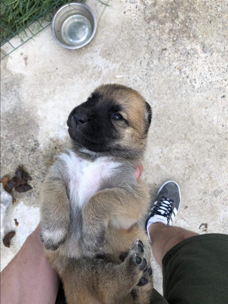 Malinois-
