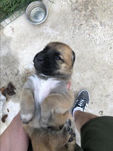 Malinois 