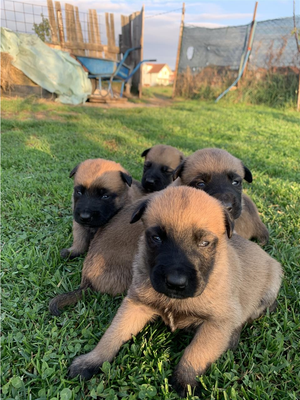 Belgian-Malinois